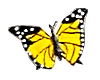 butterfly8